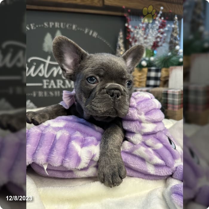 Blue Fluffy/coco Carrier - French Bulldog Puppy for Sale in Belle ...