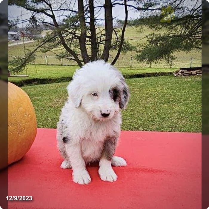 MINI AUSSIE MAMA DOGS - I HEART MINI AUSSIES ORLANDO, FLORIDA