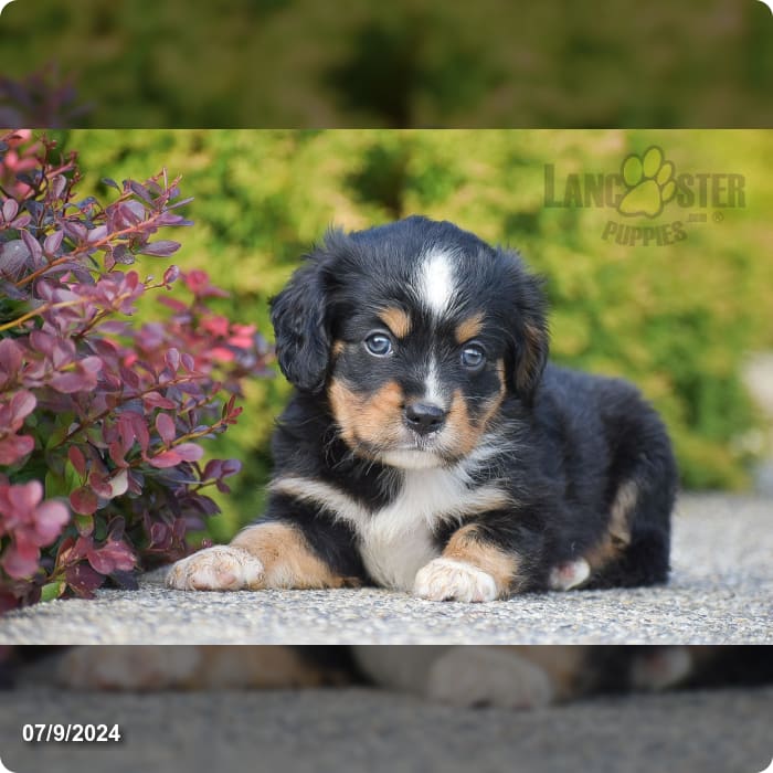 Noah - Blue Eyes! - Miniature Bernese Mountain Dog Puppy for Sale in ...