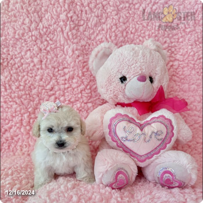 Lulu - Toy Poodle Puppy for Sale in Los Angeles, CA | Lancaster Puppies