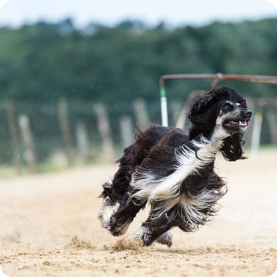 Photo of Afghan Hound