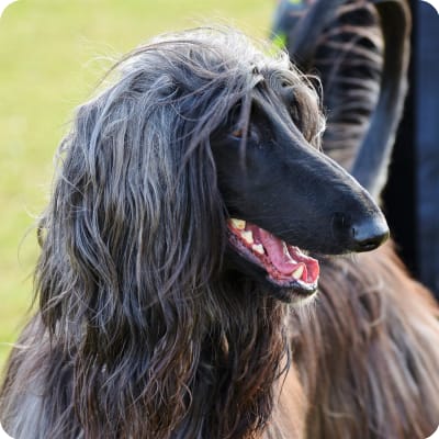 Photo of Afghan Hound