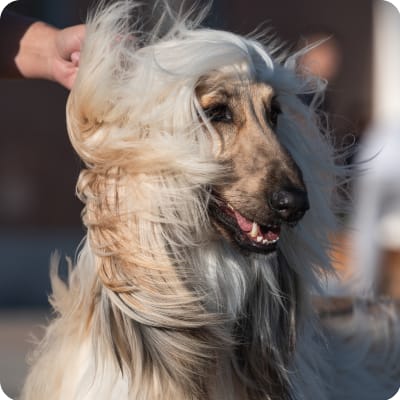 Photo of Afghan Hound