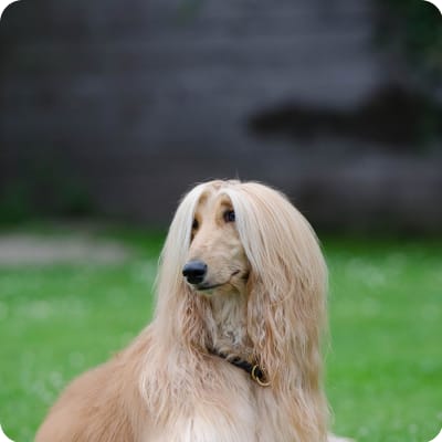 Photo of Afghan Hound