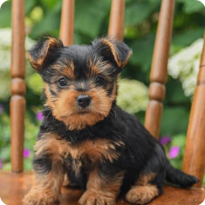 Photo of Yorkshire Terrier