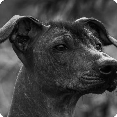 Photo of Xoloitzcuintli