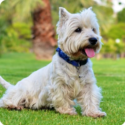 Photo of West Highland White Terrier