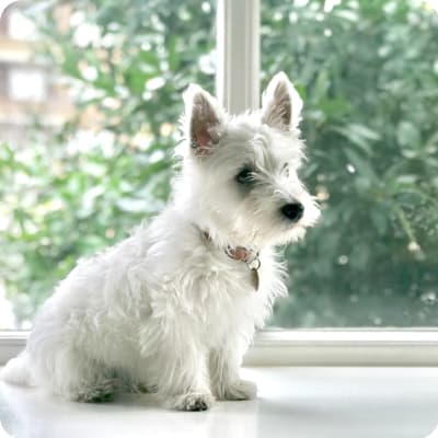 Photo of West Highland White Terrier