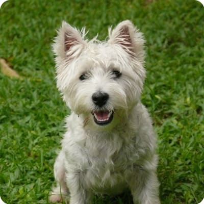 Photo of West Highland White Terrier