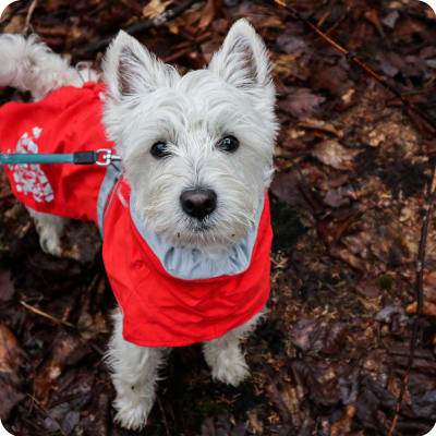 Photo of West Highland White Terrier