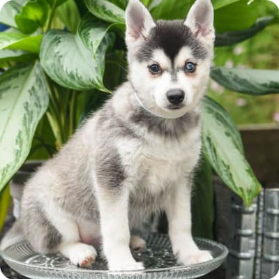 Photo of Alaskan Klee Kai