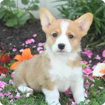 Photo of Welsh Corgi (Pembroke)