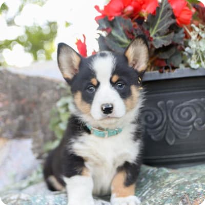 Photo of Welsh Corgi (Pembroke)