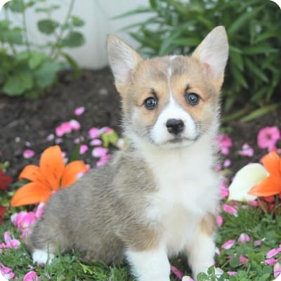 Photo of Welsh Corgi (Pembroke)