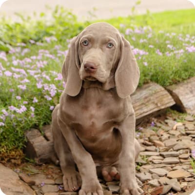 Photo of Weimaraner