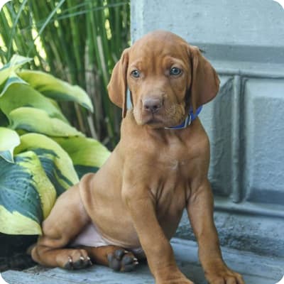 Photo of Vizsla