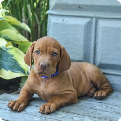 Photo of Vizsla