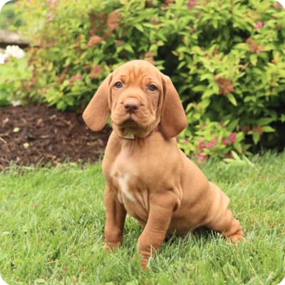 Photo of Vizsla