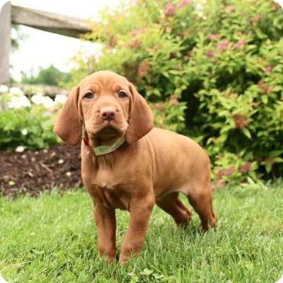 Photo of Vizsla