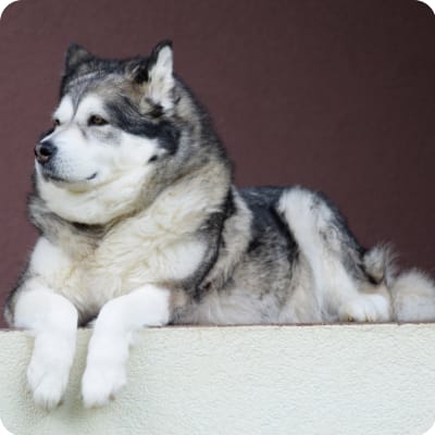 Photo of Alaskan Malamute