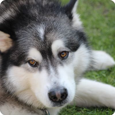 Photo of Alaskan Malamute