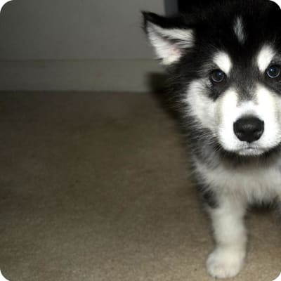 Photo of Alaskan Malamute