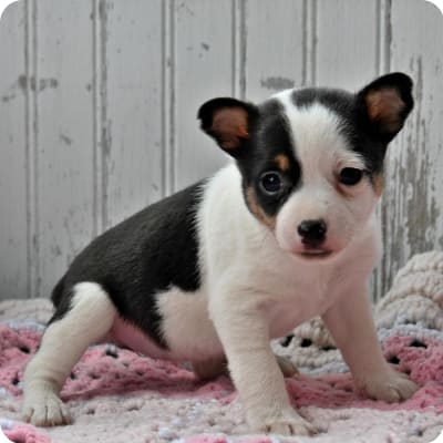 Photo of Toy Fox Terrier