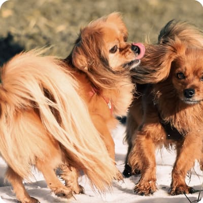 Photo of Tibetan Spaniel