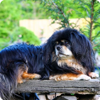 Photo of Tibetan Spaniel