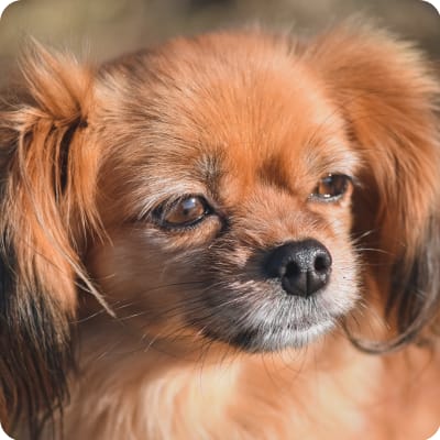 Photo of Tibetan Spaniel