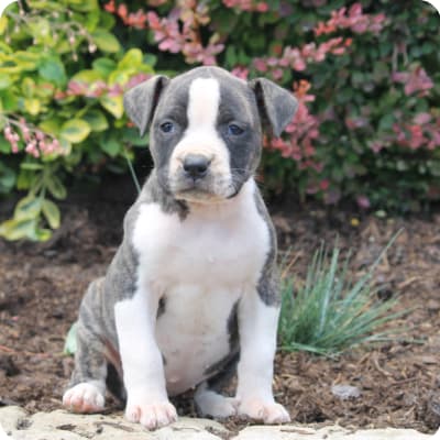 Photo of American Bulldog