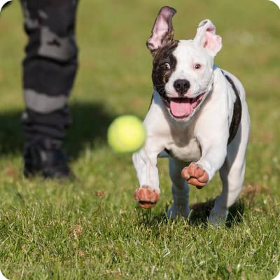 Photo of American Bulldog