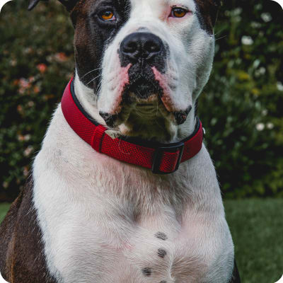 Photo of American Bulldog