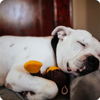 Photo of American Bulldog