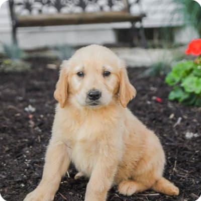 Photo of Golden Retriever