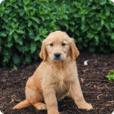 Photo of Golden Retriever