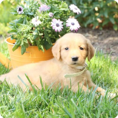 Photo of Golden Retriever