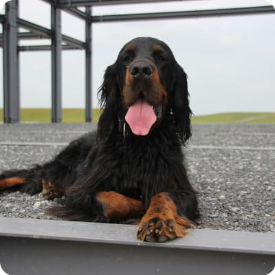 Photo of Gordon Setter