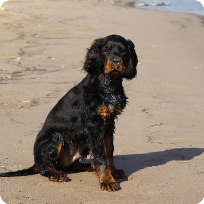 Photo of Gordon Setter