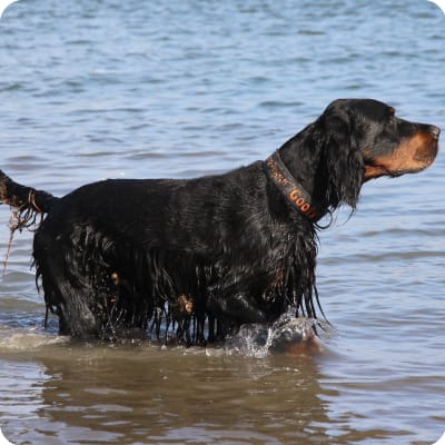 Photo of Gordon Setter