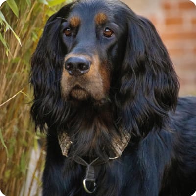 Photo of Gordon Setter