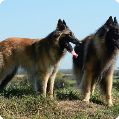 Photo of Belgian Tervuren