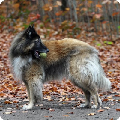 Photo of Belgian Tervuren