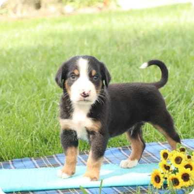 Photo of Greater Swiss Mountain Dog