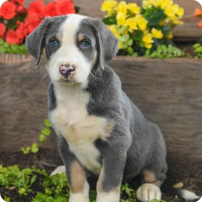 Photo of Greater Swiss Mountain Dog