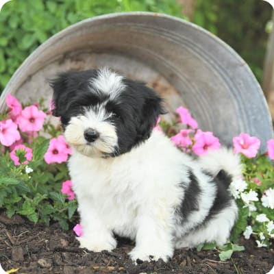 Photo of Havanese