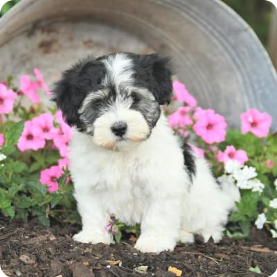 Photo of Havanese