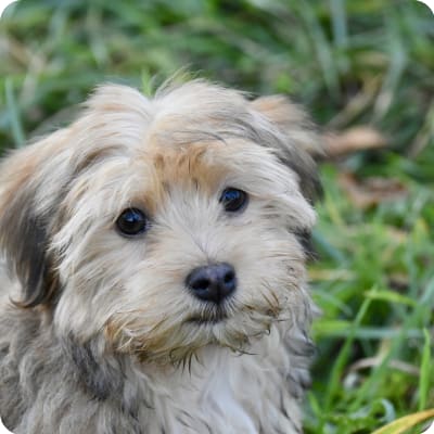 Photo of Havanese