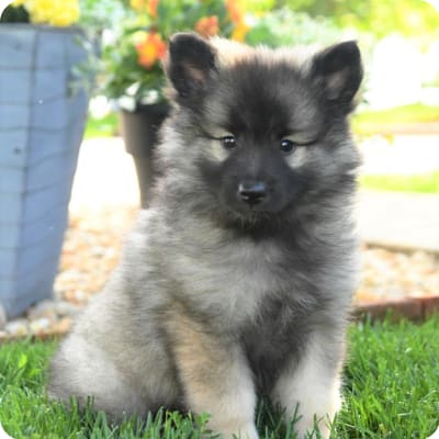 Photo of Keeshond