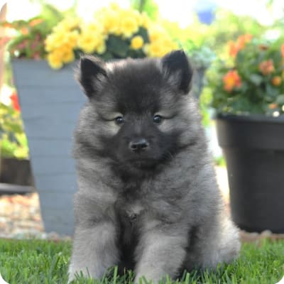 Photo of Keeshond